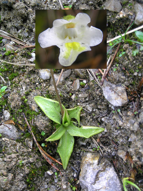 Pinguicula alpina  L. - una pianta carnivora